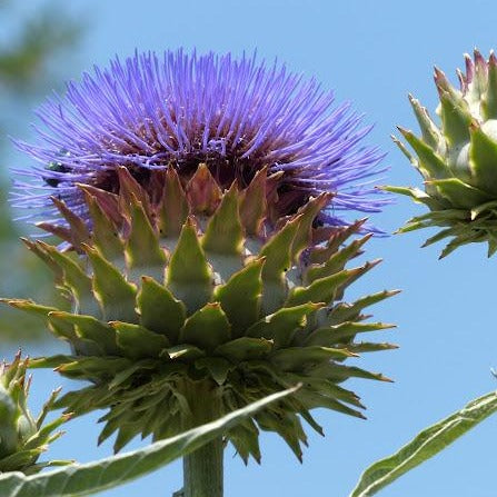 Epapiù - ASKO Le ricette del naturopata 