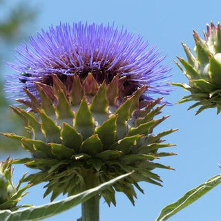 Epapiù - ASKO Le ricette del naturopata 