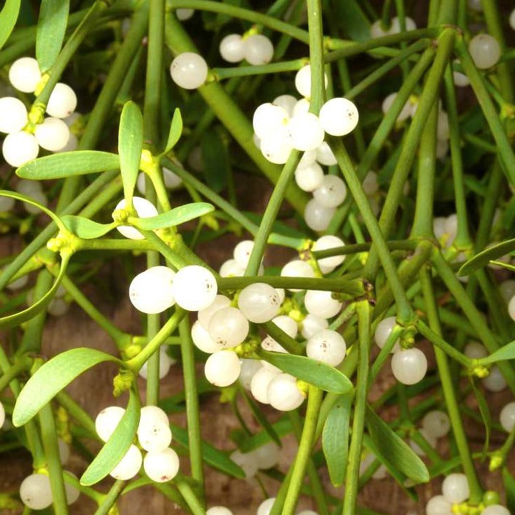 Aglio Vischio Biancospino - ASKO Le ricette del naturopata 